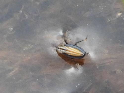 Ommatidiotus sp.